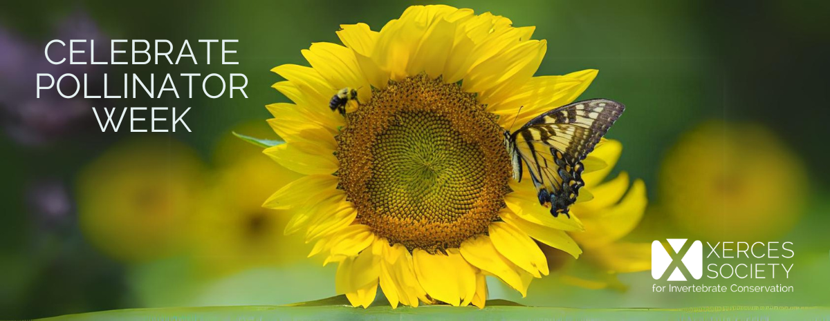 Peer-to-peer Pollinator Week Fundraising Contest